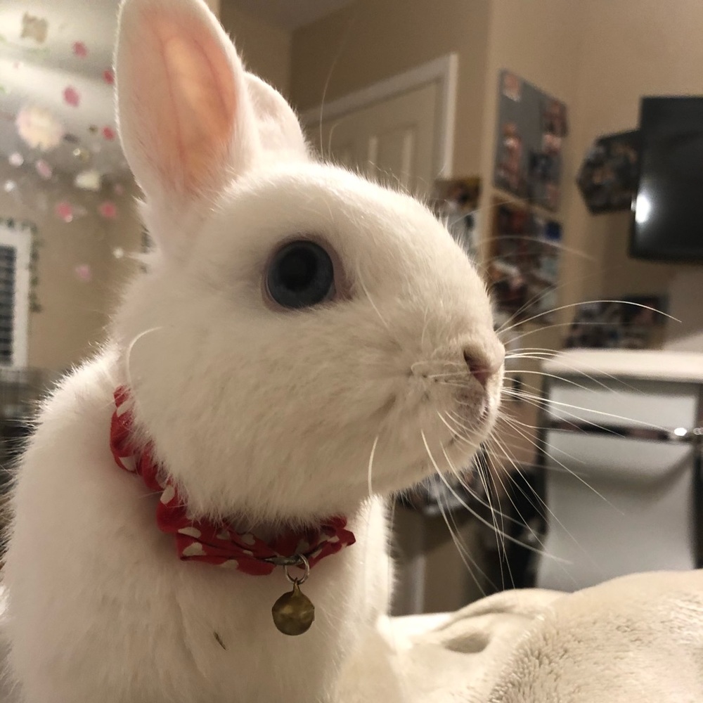 Meet your Posher, Daisy